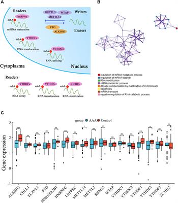 Novel insight of N6-methyladenosine modified subtypes in abdominal aortic aneurysm